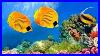 Coral_Reef_Aquarium_Collection_24_7_Relaxing_Music_For_Sleep_Study_Yoga_U0026_Meditation_01_wla